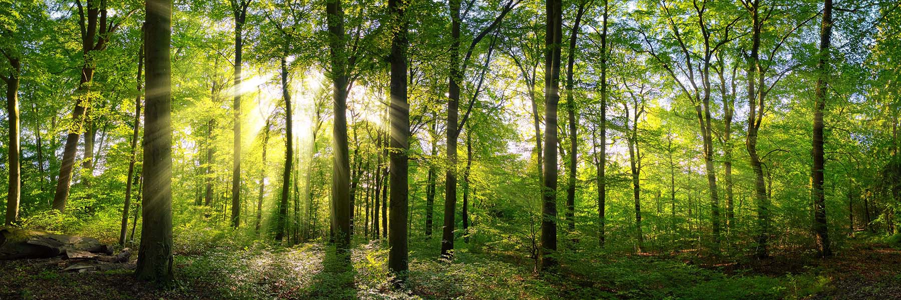 Sun rays penetrate through the trees of a springtime deciduous woodland.