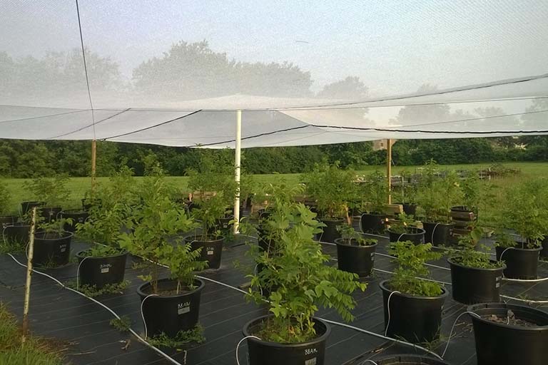 Several large black containers with trees and plants growing in them are space evenly outdoors beneath a thin mesh to provide a bit of shade for the plants.
