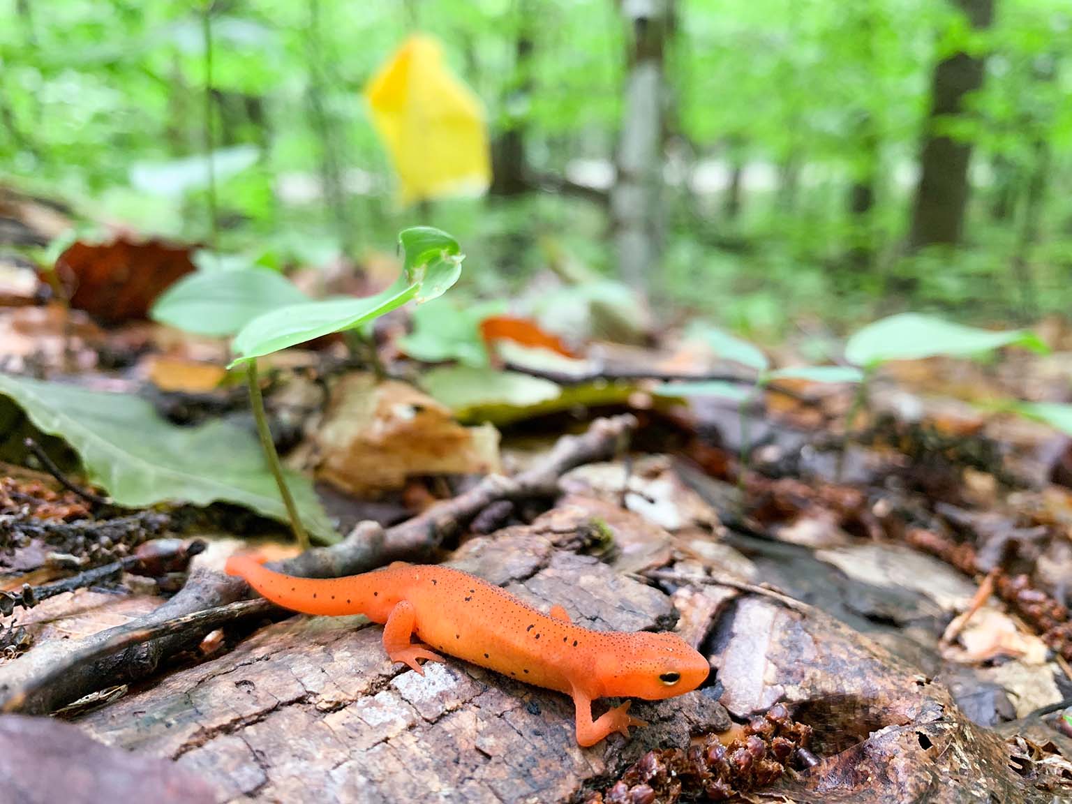 An orange newt rests on a decaying log on the forest floor.