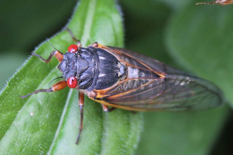 A red-eyed 2021 Brood X periodical cicada sits on a leaf.