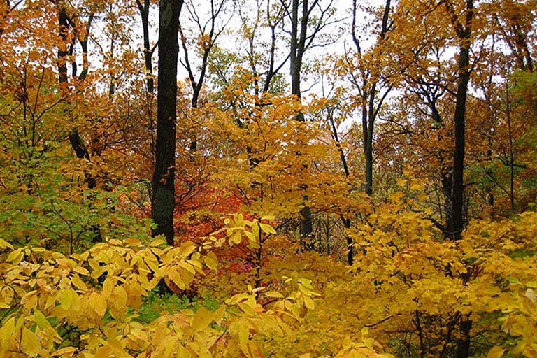 The leaves in the deciduous woodland have turned their autumn yellows, oranges, and reds. The yellow leaves in the foreground are those of understory pawpaw trees.