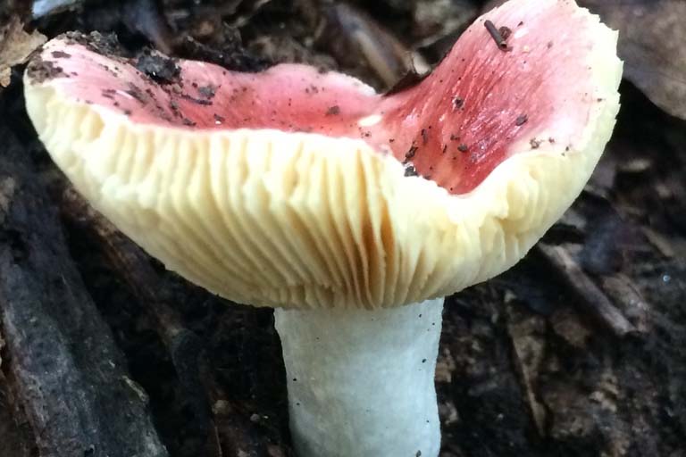 A Russula mushroom with its rosy pink cap, creamy yellow gills, and white stem grows up from debris on the forest floor.